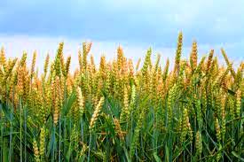 CROP INSURANCE KULLU