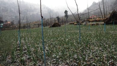 KULLU DISTRACT GARLIC CROP