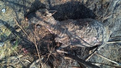 forest fire sheep dead tirthan valley distract kullu