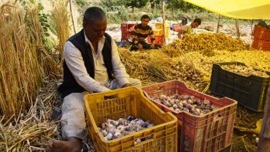 garlic crop production kullu