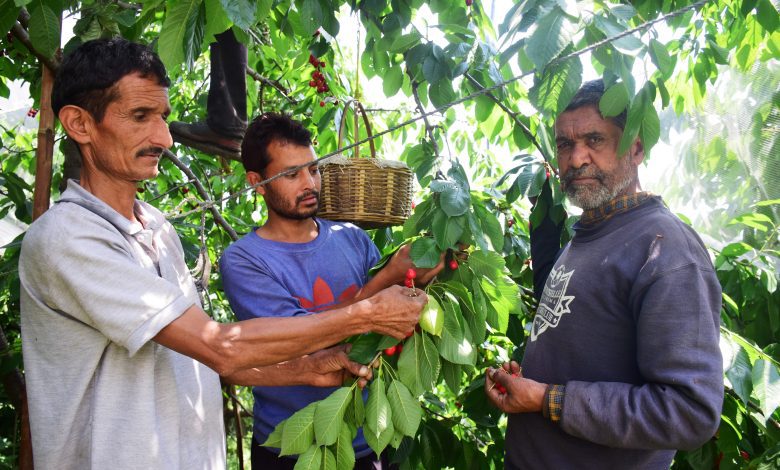 cherry crop kullu district