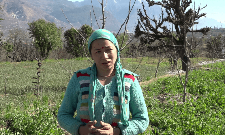 Women doing natural organic farming in rural areas of Kullu district are strengthening the economy.