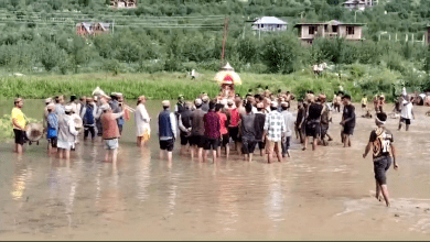 Paddy plantation in Banogi in honor of Pandir Rishi