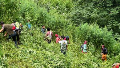 In Kullu district, villagers destroyed hemp cultivation on 200 acres of forest land on Dev's orders