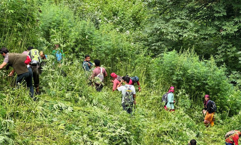 In Kullu district, villagers destroyed hemp cultivation on 200 acres of forest land on Dev's orders