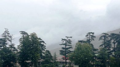 Heavy rains in Kullu district affected the work of farmers and gardeners; they are facing financial losses.