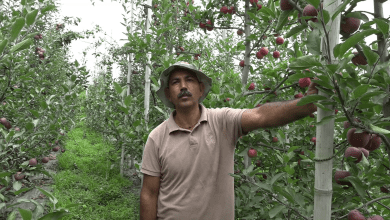 Devraj Rana is producing improved varieties of apple and other fruit plants in Kullu through tissue culture technology.