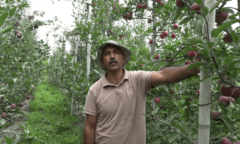 Devraj Rana is producing improved varieties of apple and other fruit plants in Kullu through tissue culture technology.